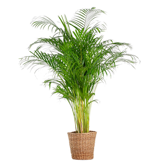 Areca Palme im Korb Torun – Dypsis Lutescens – Zimmerpflanze groß – 120 cm – Ø24 – Goldene Palme