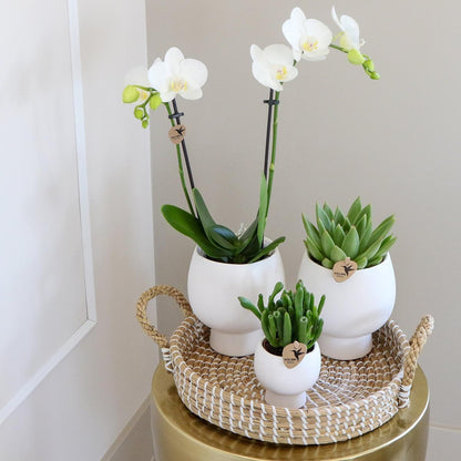 Komplettes Pflanzenset Scandic weiß | Weiße Phalaenopsis Schmetterlingsorchidee und Sukkulenten - inkl. Keramik-Ziertöpfe | blühende Zimmerpflanzen - frisch vom Züchter - grüne-wurzel