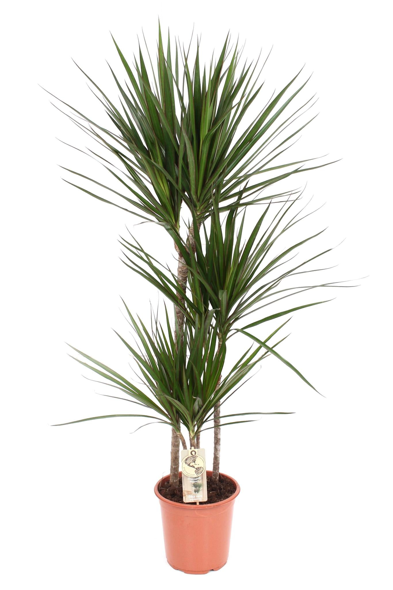 Dracaena Marginata - Drachenbaum - Zimmerpflanze - Ø21cm - ↕120cm - grüne-wurzel