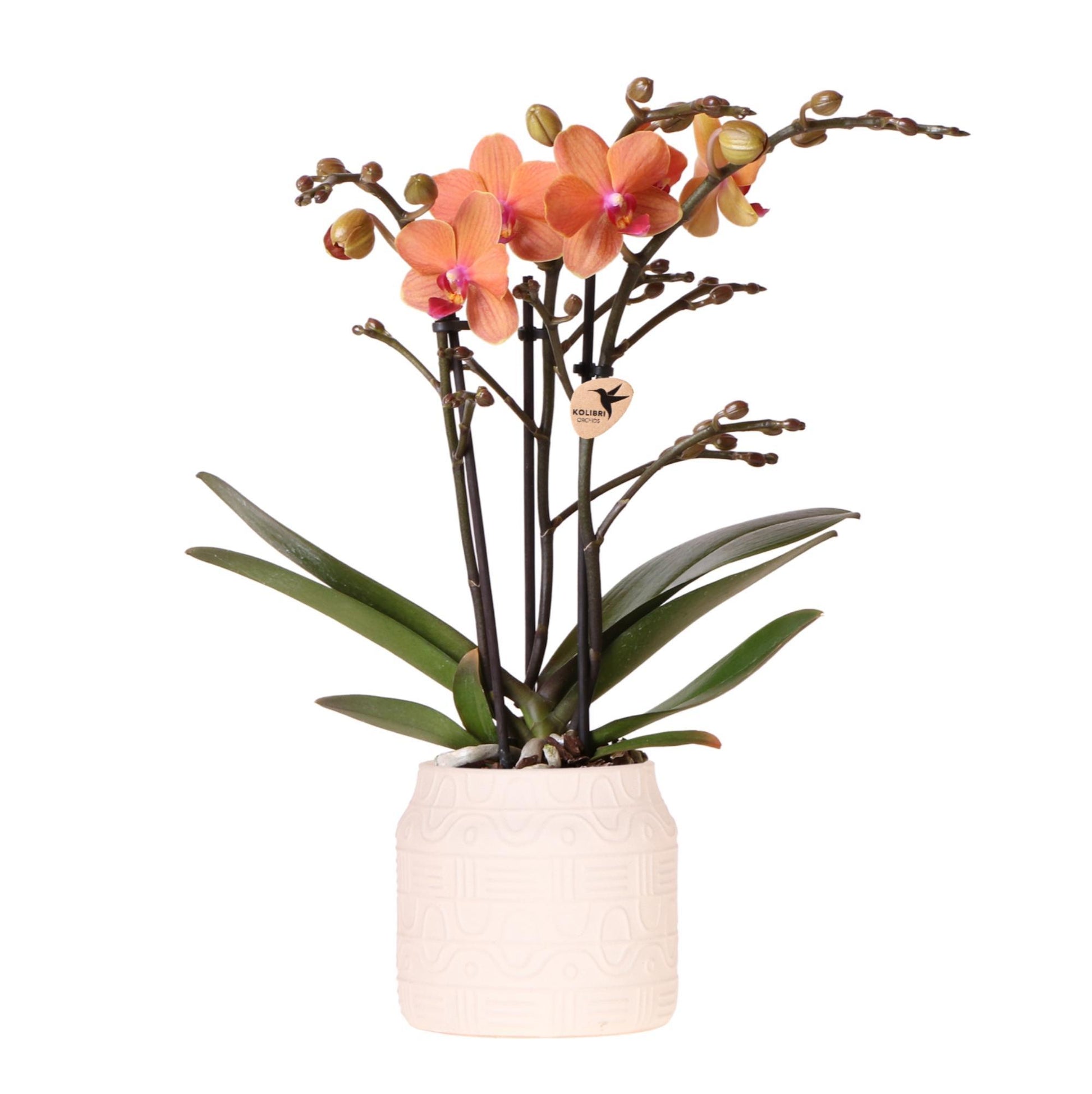 Kolibri Orchids | Orange Orchidee Bolzano + Hieroglyph Zierpot Off White - Topfgröße Ø9cm | blühende Zimmerpflanze - frisch vom Züchter