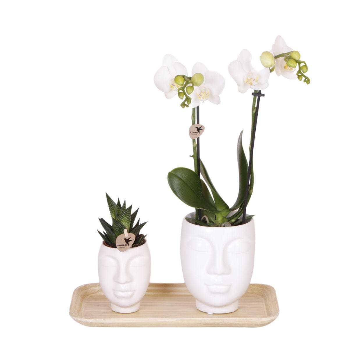 Kolibri Company - Pflanzenset Ring weiß | Set mit weißer Phalaenopsis Orchidee Amabilis Ø9cm und Grünpflanze Haworthia Ø6cm und Bambusteller oval | inkl. weißen Keramik Ziertöpfen Orchidaceae - grüne-wurzel