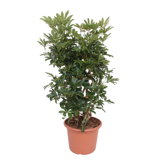 Schefflera Arboricola Compacta verzweigt – 140 cm ø40 – Zimmerpflanze – XXL Zimmerpflanzen – Strahlenaralie