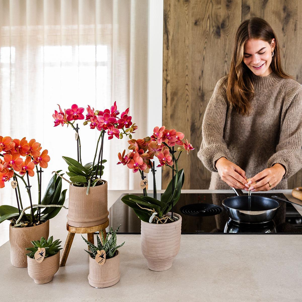 Kolibri Orchids | Rote Orchidee Congo + Bali Zierpot Sand - Topfgröße Ø9cm | blühende Zimmerpflanze - frisch vom Züchter