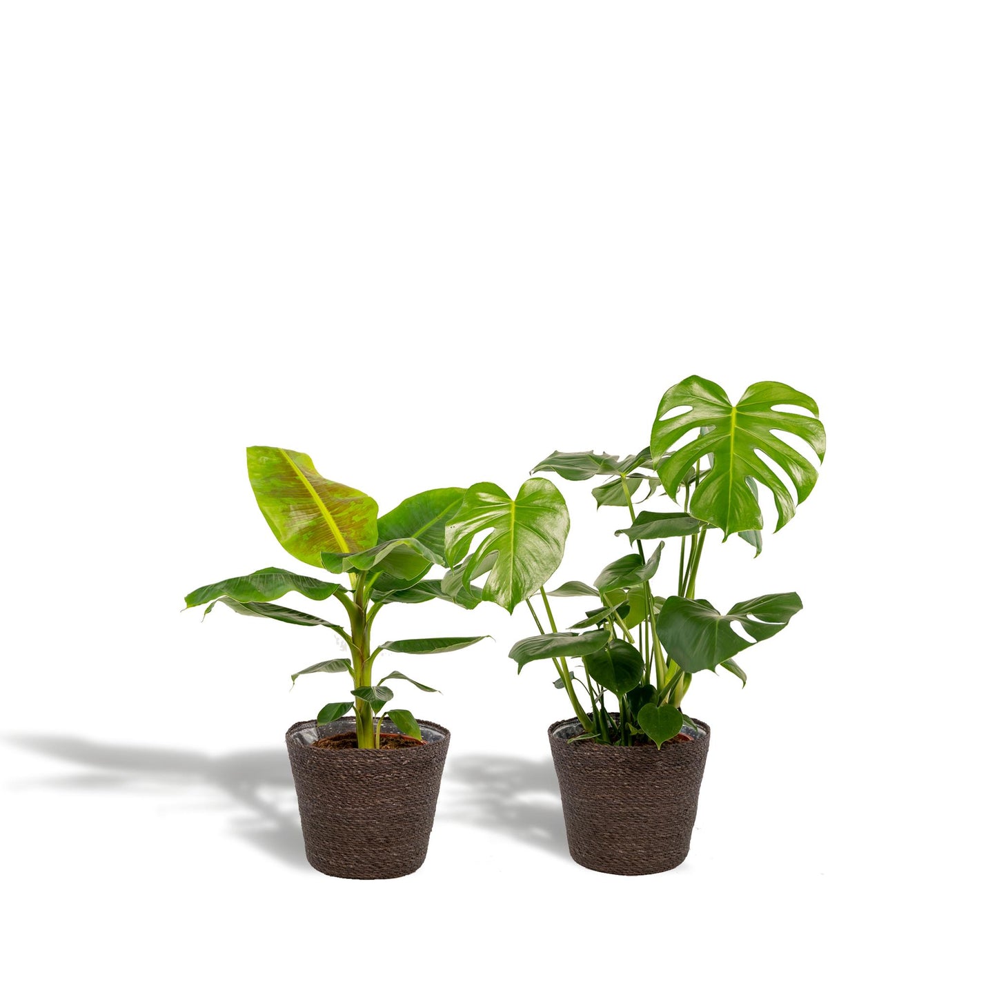 Monstera Deliciosa - Ø21cm - ↕75cm + Musa Dwarf Cavendish - Ø21cm - ↕90cm + Korb Igmar - grüne-wurzel