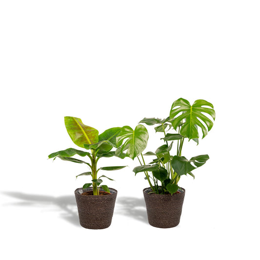 Monstera Deliciosa - Ø21cm - ↕75cm + Musa Dwarf Cavendish - Ø21cm - ↕90cm + Korb Igmar - grüne-wurzel