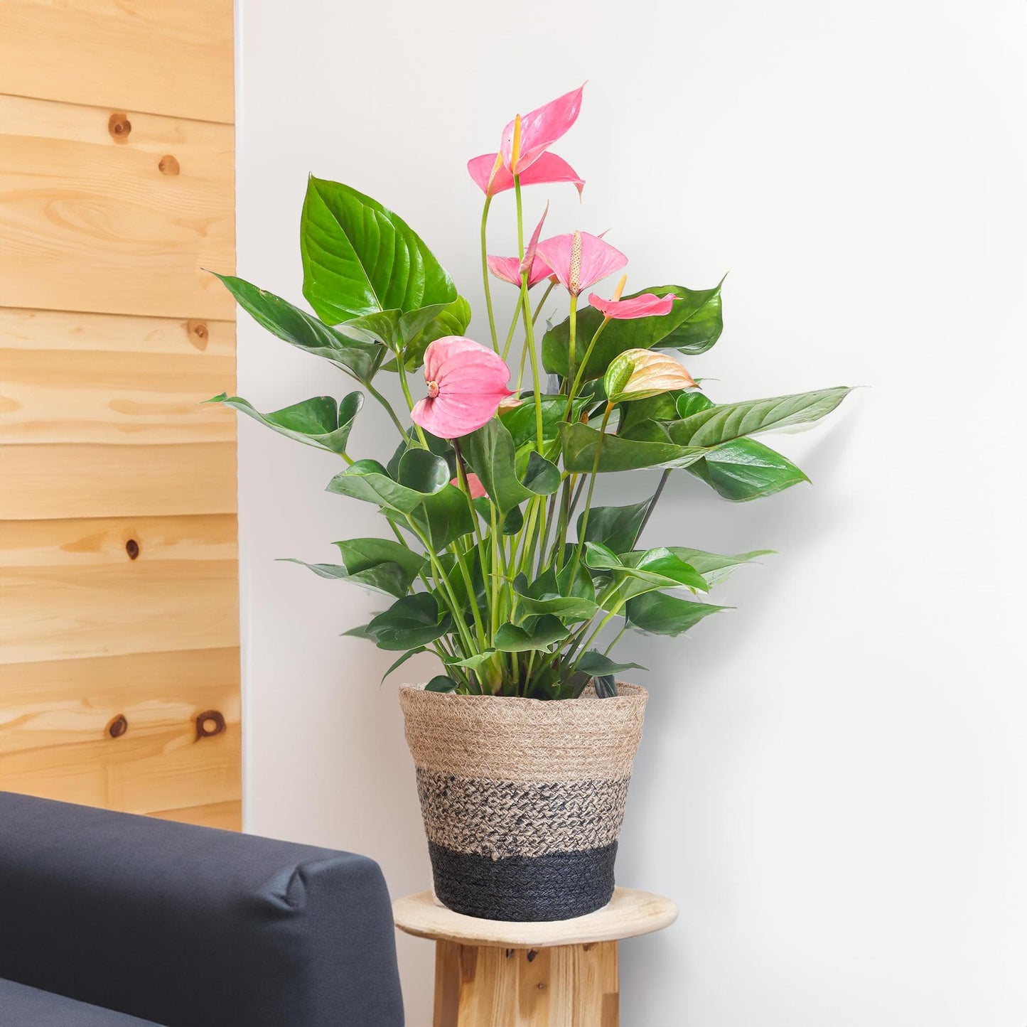 Anthurium Pink Explosion mit Lissabon-Korb schwarz - 55cm - Ø17 - grüne-wurzel