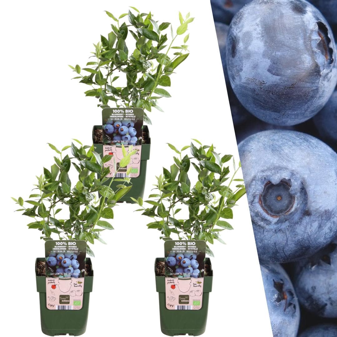 3 x Heidelbeerpflanzen Vaccinium corymbosum BIO - Ø13 cm Topf - 20 cm Höhe - Gartenpflanze Kulturheidelbeere Blaubeere - grüne-wurzel