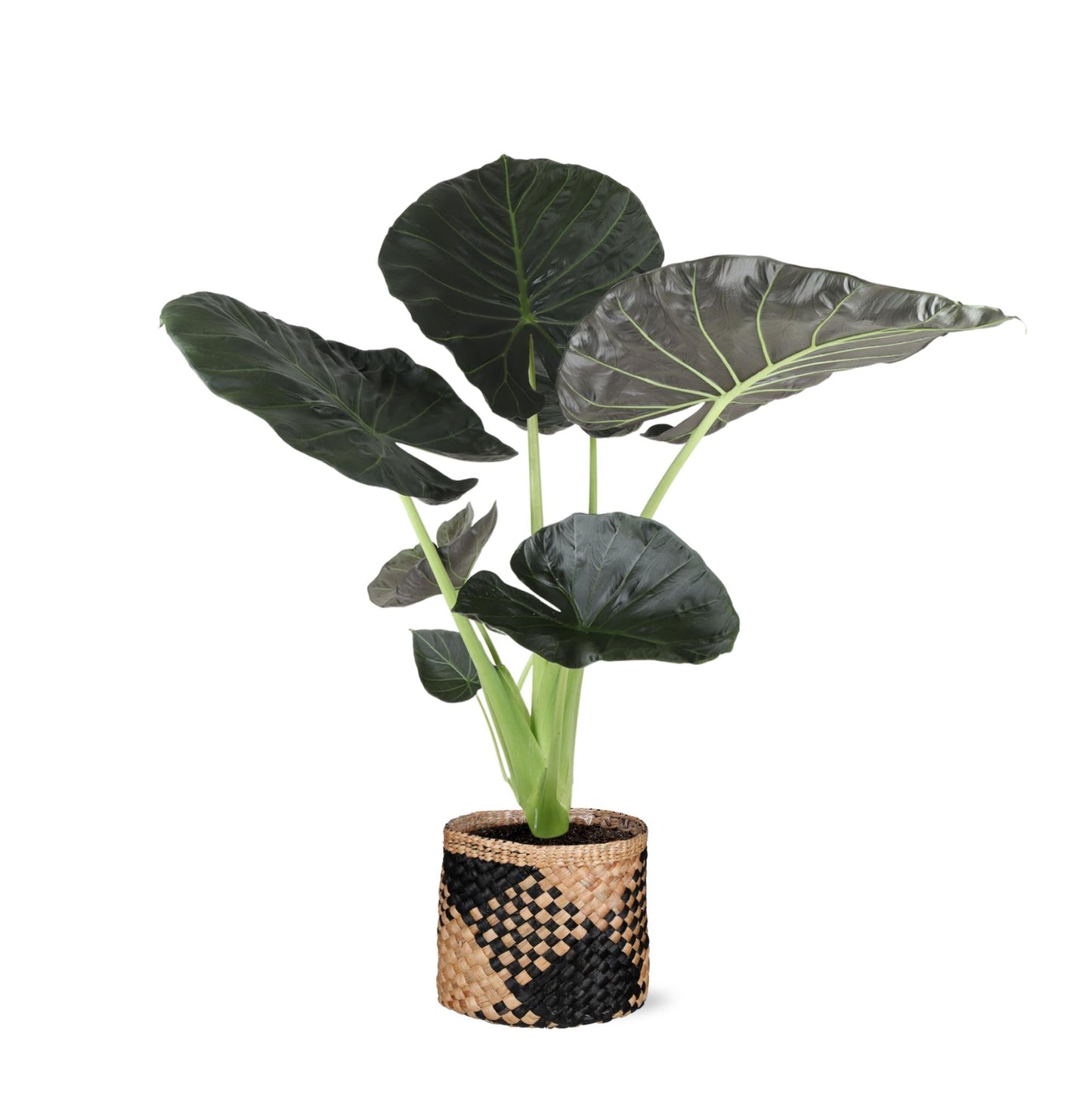 Alocasia Regal Shield mit Topf oder Korb in verschiedenen Farben - Ø21cm, ↕100cm - Zimmerpflanze - Schildblatt - Elefantenohr