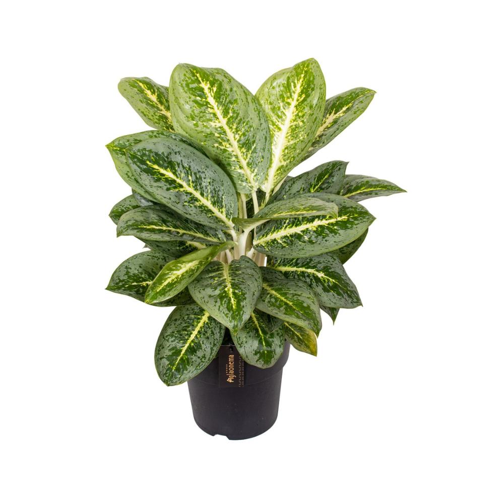 Aglaonema Lemon Mint - Zimmerpflanze - Ø19cm - Höhe 50cm - Chinesischer Bogenhanf - grüne-wurzel