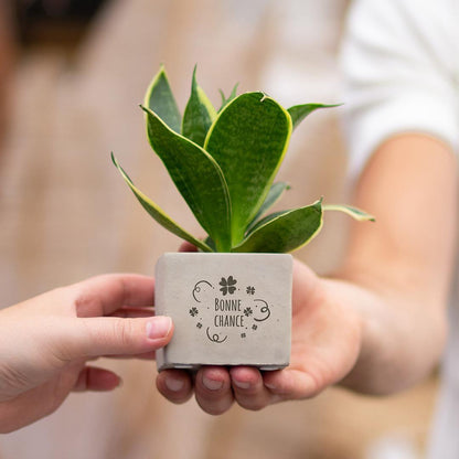 Sansevieria Bogenhanf "Bonne Chance" - Pflegeleichte Zimmerpflanze im Congreetz Plantpot - Grünes Glückwunschgeschenk