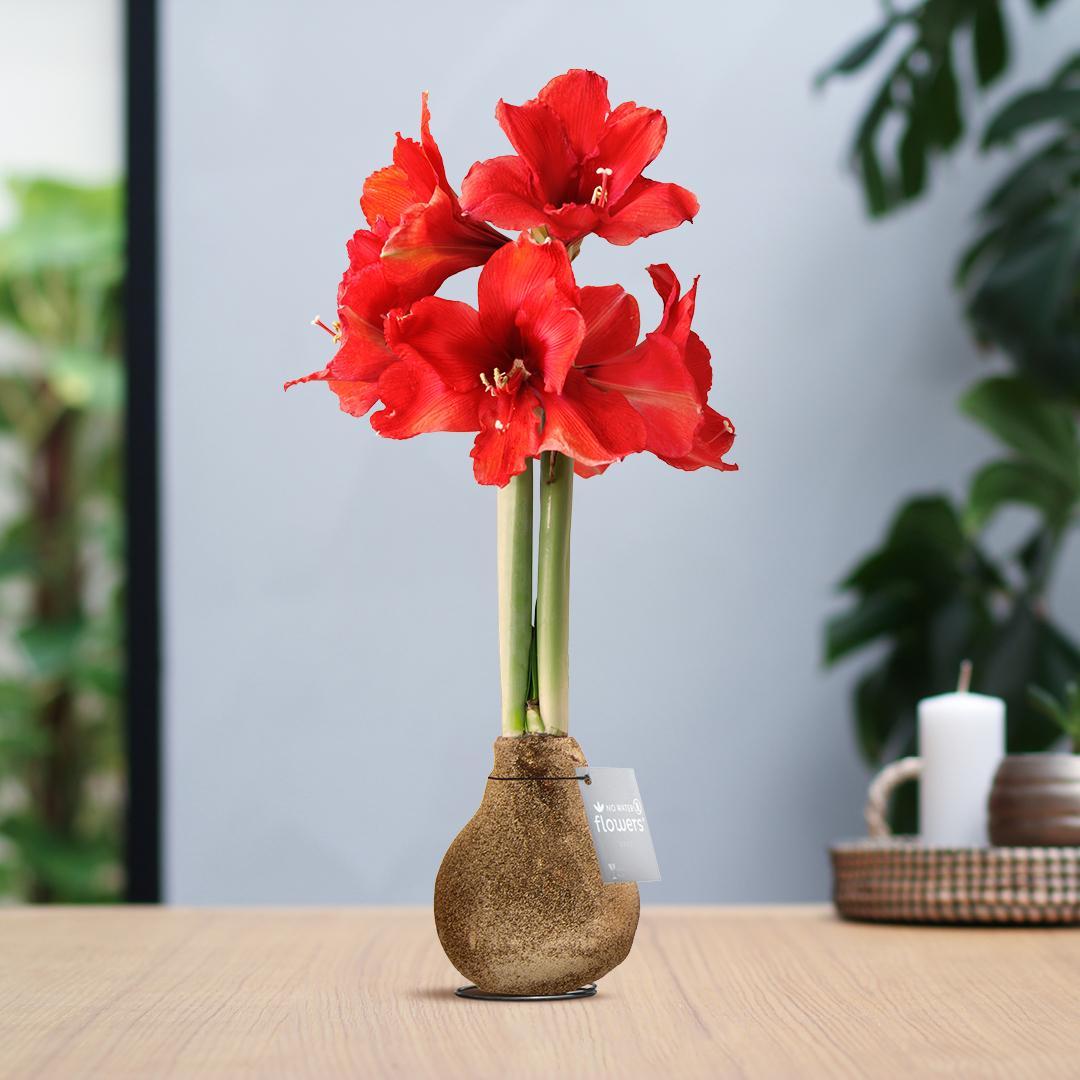 Amaryllis No Water rote Blumen in Weihnachts Glitzer Design - Pflegeleichte Zimmerpflanze in 7 Farben Weihnachten Stil