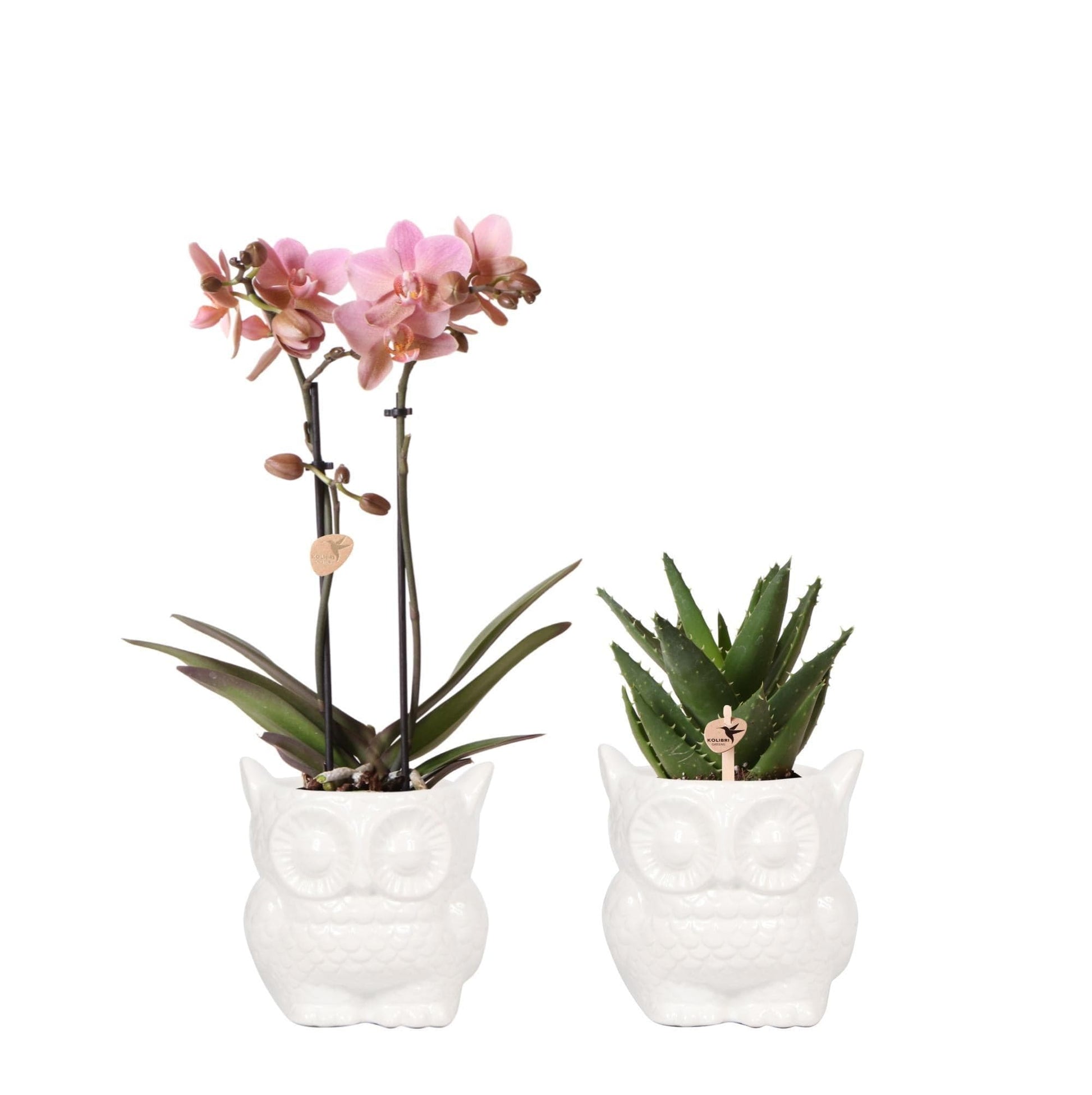 Kolibri Orchids | Orchideen Pflanzenset Eule Ziertopf weiß | Orchidaceae Phalaenopsis Orchidee Treviso & Rhipsalis Ø9cm | blühende Zimmerpflanze mit Keramik Ziertöpfen Cactaceae Korallenkaktus - grüne-wurzel