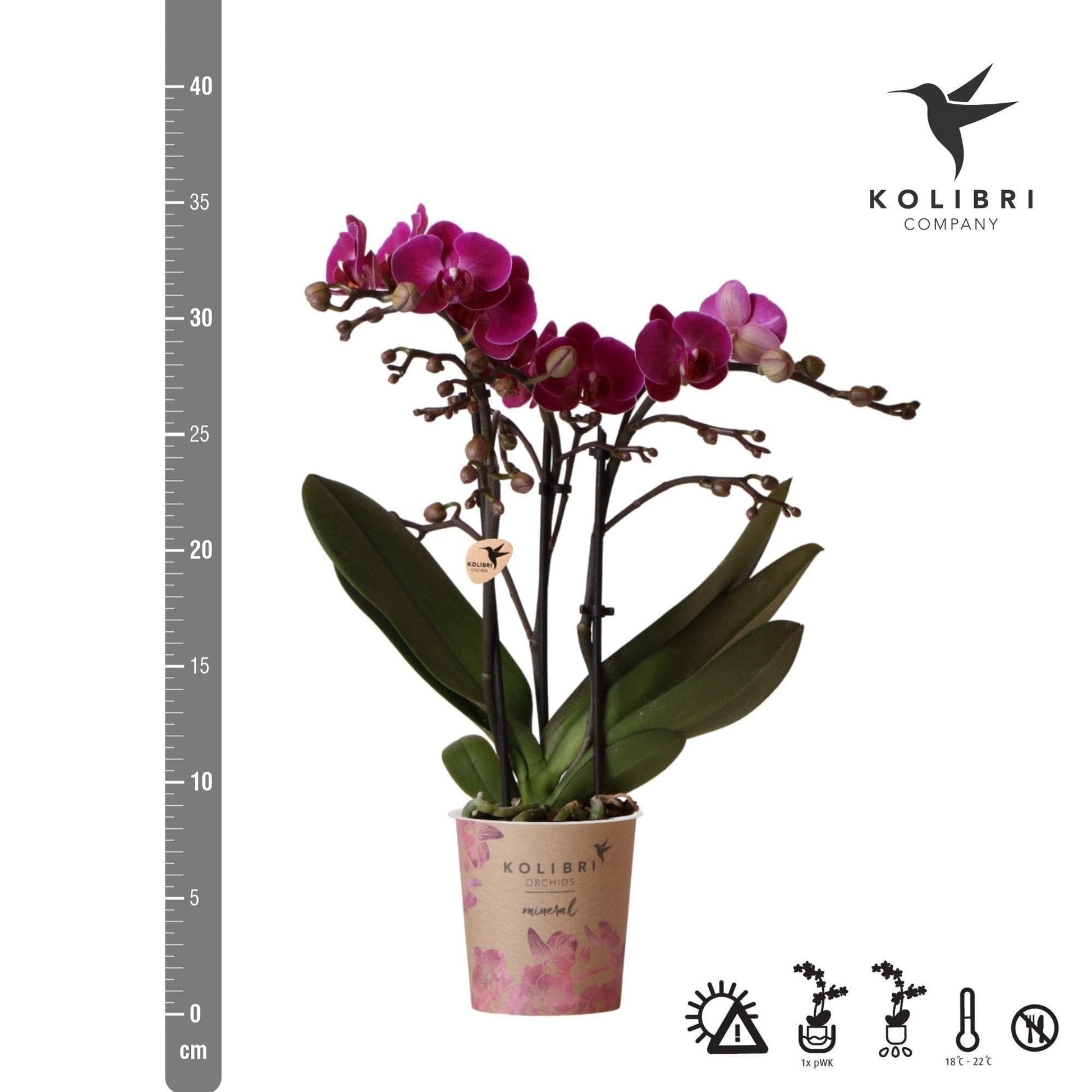 Kolibri Orchids lila Schmetterlingsorchidee Phalaenopsis Morelia Orchidaceae Topfgröße Ø9cm blühende Zimmerpflanze frisch vom Züchter - grüne-wurzel