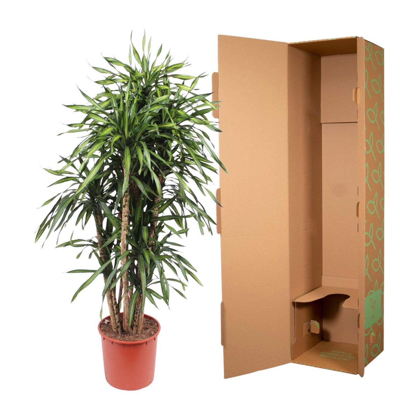 Dracaena Riki – 170 cm Ø34 cm – Zimmerpflanze – XXL Zimmerpflanzen - Drachenbaum