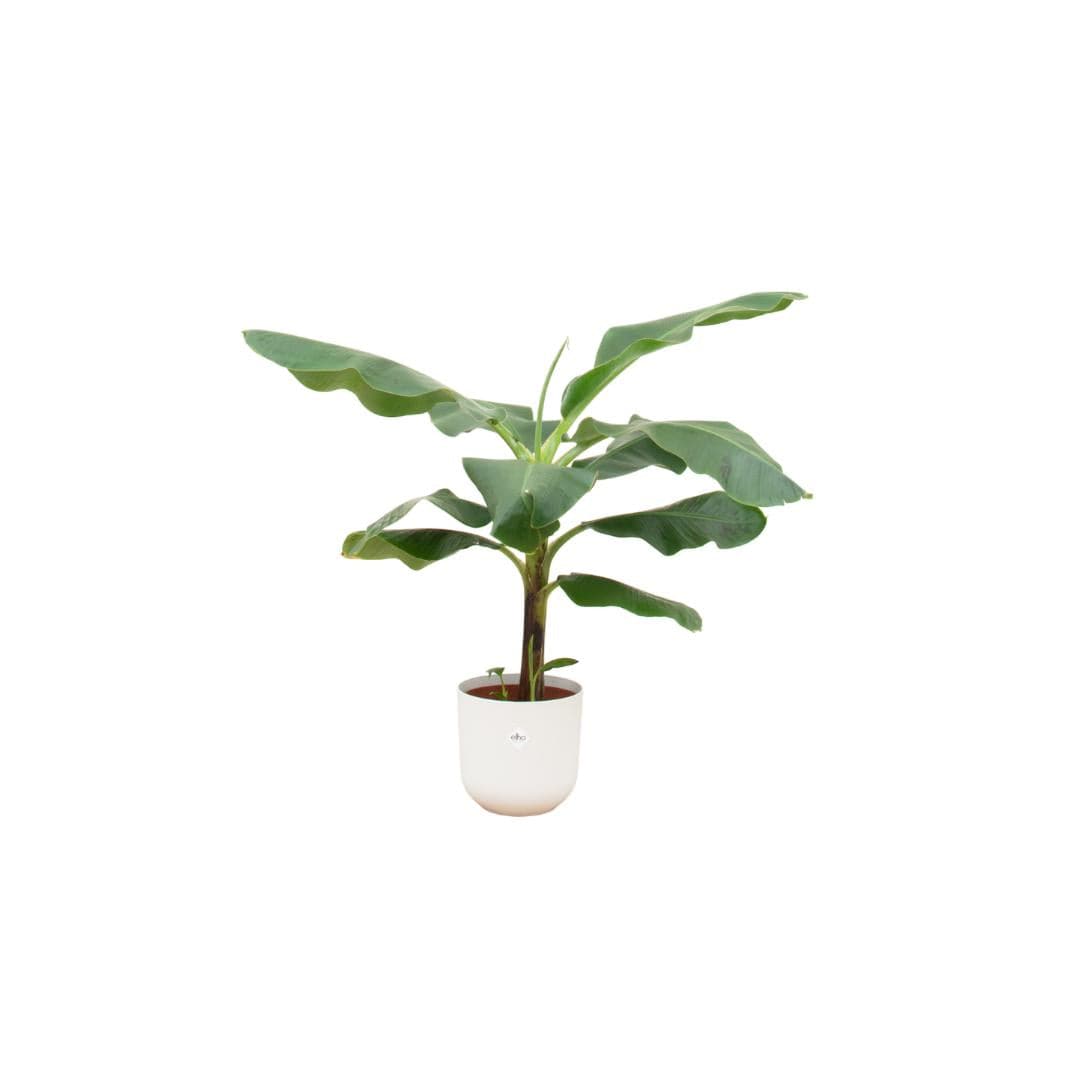 Banana plant Musa - houseplant with elho pot purple - height 100 cm