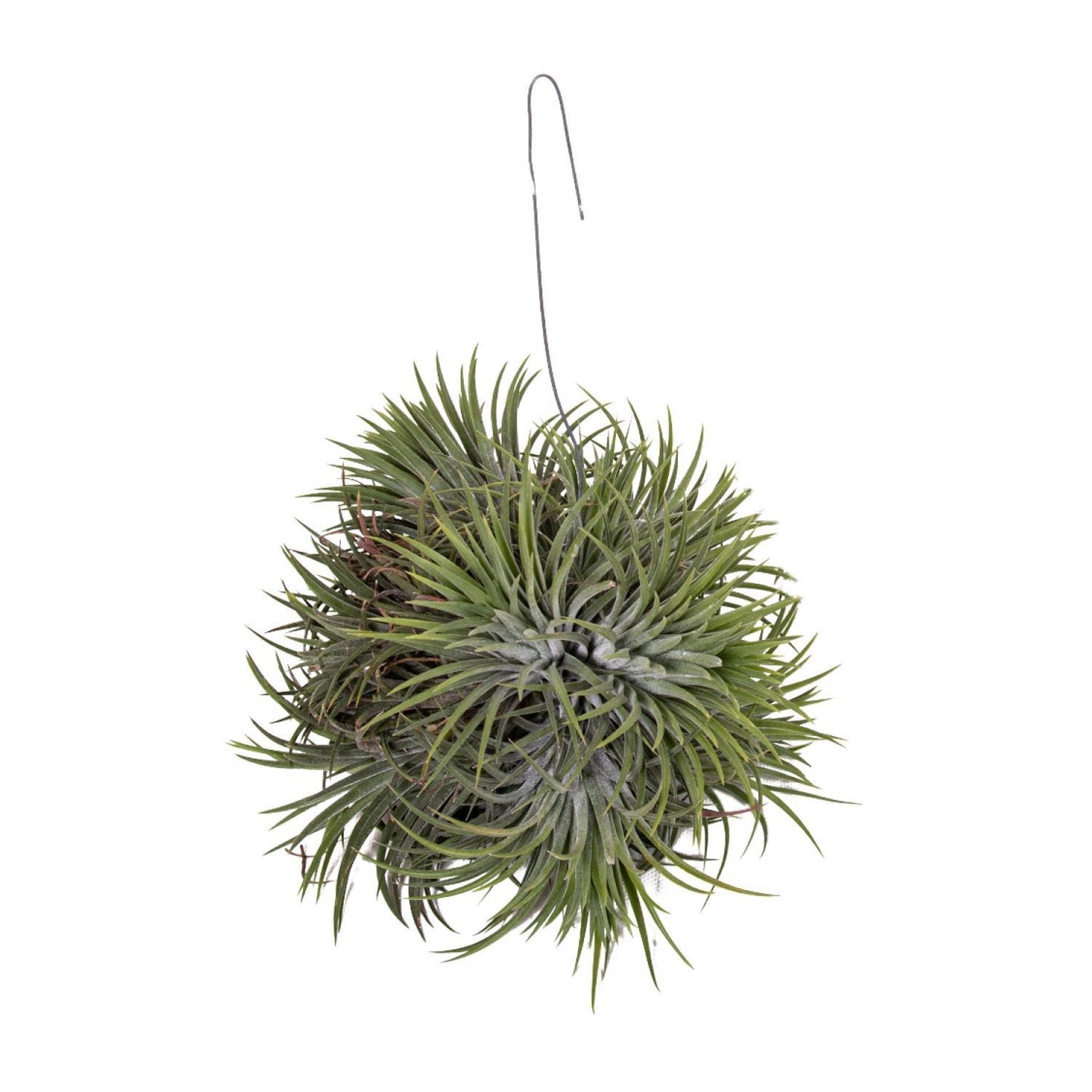 Tillandsia Ionantha Abdita - Ø15cm - Höhe 20cm - Zimmerpflanze - Luftpflanze - grüne-wurzel