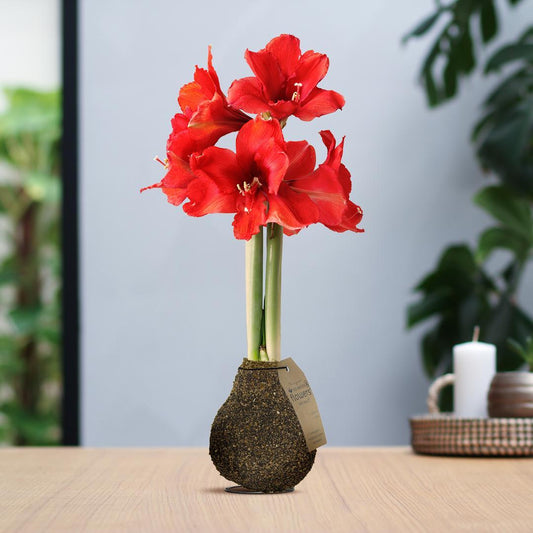 Amaryllis No Water rote Blumen Kork Design - Pflegeleichte Blühende Zimmerpflanze in 3 Farben Melange Beige Dunkel Braun