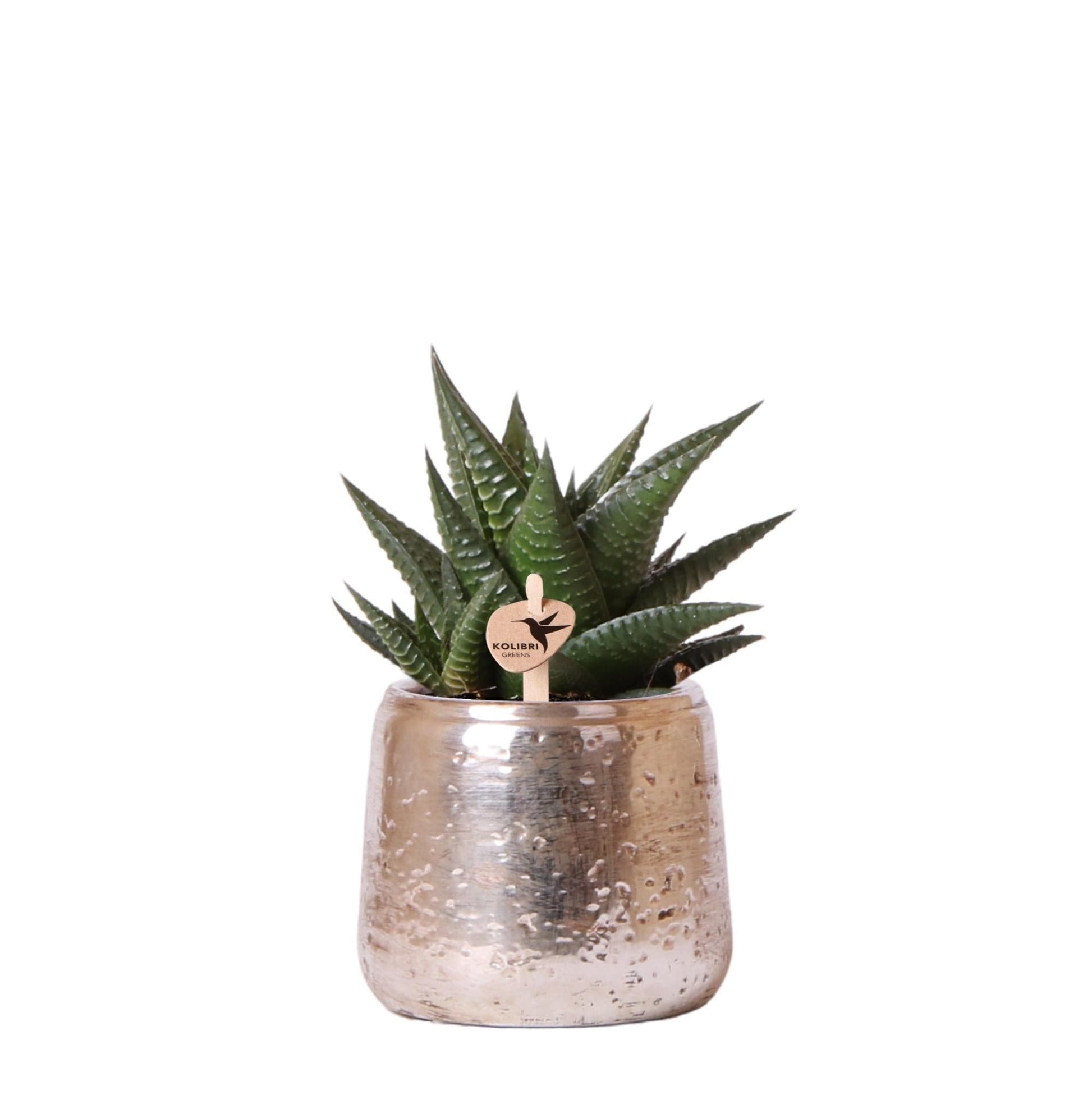 Kolibri Greens | Grünpflanze - Sukkulente Haworthia Limifolia im Luxustopf silber - Topfgröße Ø9cm - grüne Zimmerpflanze - frisch vom Züchter - grüne-wurzel