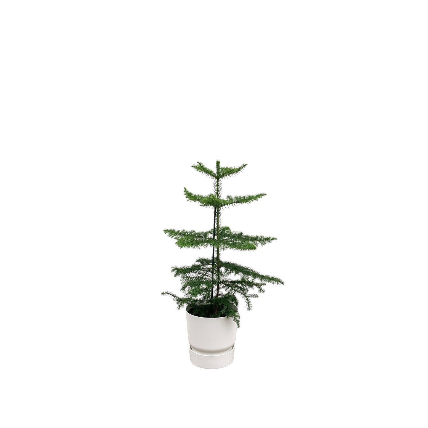 Araucaria mit Topf in verschiedenen Farben -  Zimmerkiefer 60 cm Ø18 - Zimmertanne Araucaria heterophylla - Immergrüne Zimmerpflanze