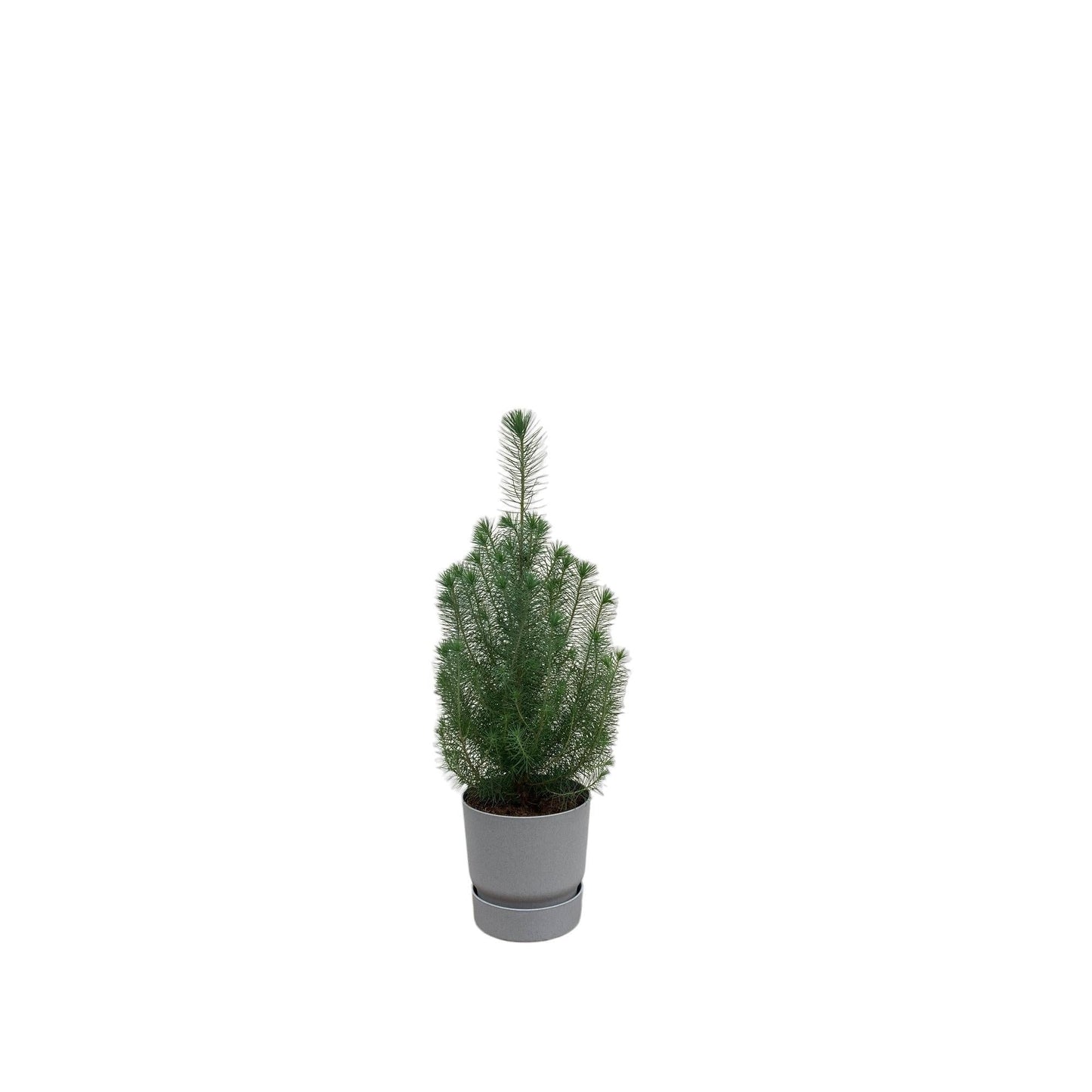 Pinus Pinea mit Topf in verschiedenen Variationen - Silver Crest 50 cm -  Ø18 - Mittelmeer Kiefer Zimmerpflanze - immergrüne Pflanze