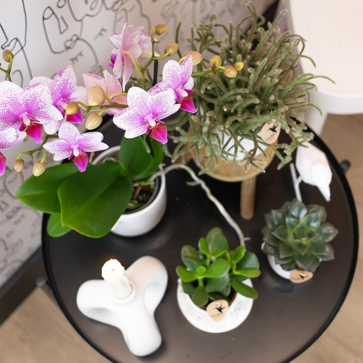 Kolibri Orchids | Rosa Phalaenopsis Schmetterlingsorchidee Orchidaceae - Mineral Rotterdam - Topfgröße Ø9cm | Blühende Zimmerpflanze - frisch vom Züchter - grüne-wurzel