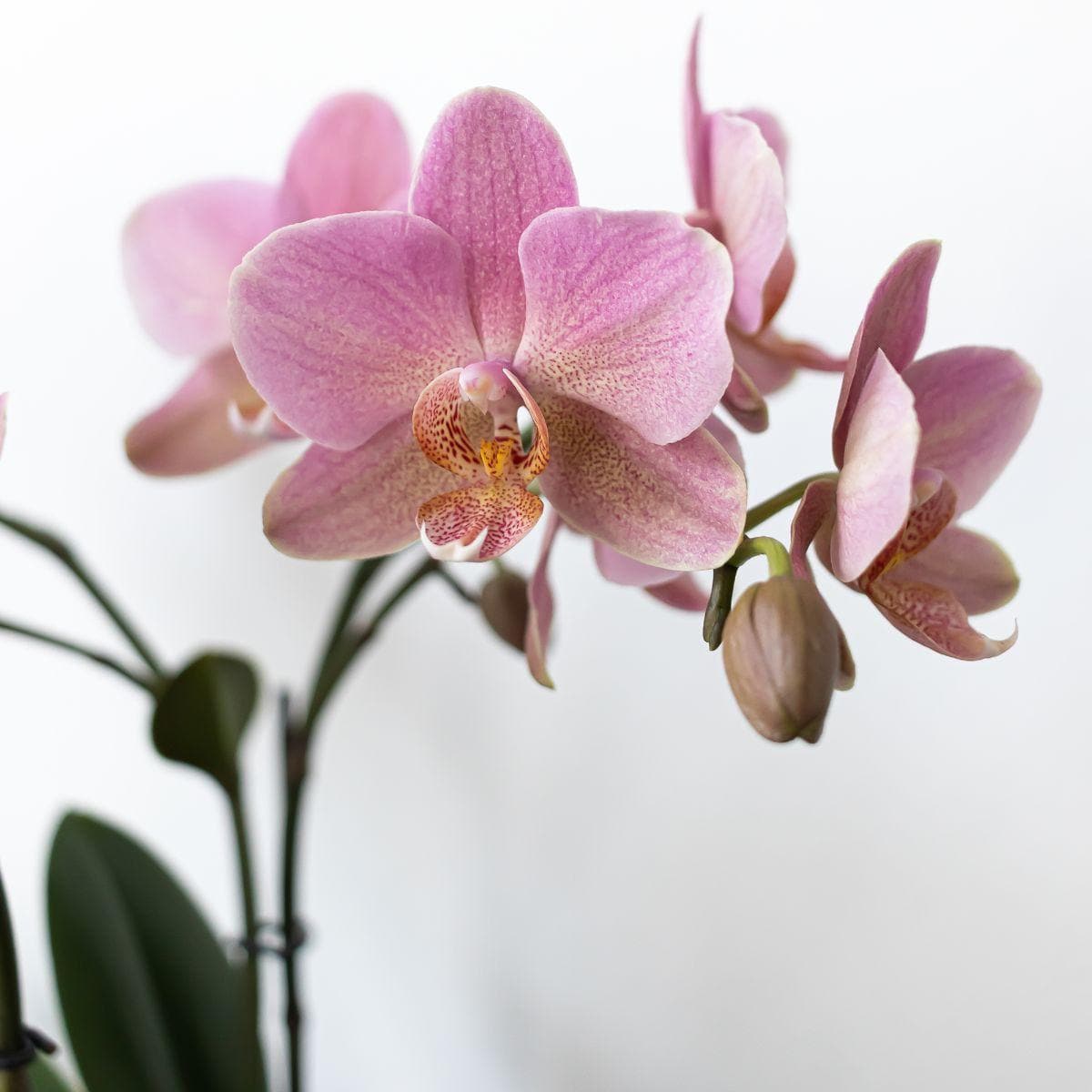 Kolibri Orchids | Orchideen Pflanzenset Eule Ziertopf weiß | Orchidaceae Phalaenopsis Orchidee Treviso & Rhipsalis Ø9cm | blühende Zimmerpflanze mit Keramik Ziertöpfen Cactaceae Korallenkaktus - grüne-wurzel