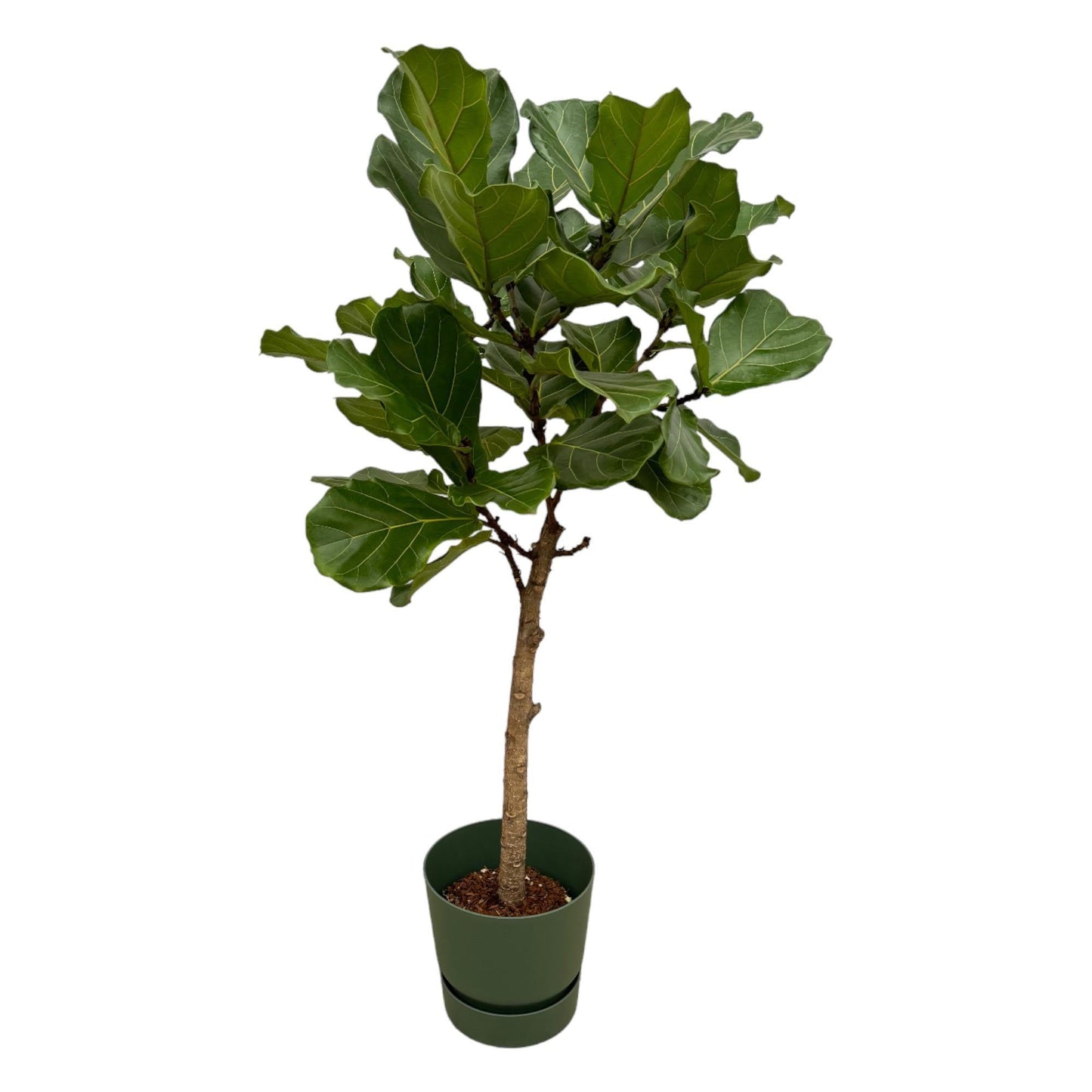 Ficus Lyrata Stamm mit Elho Topf in verschiedenen Farben - 160cm - Ø30cm - Zimmerpflanze -große Zimmerpflanzen - Geigenfeige