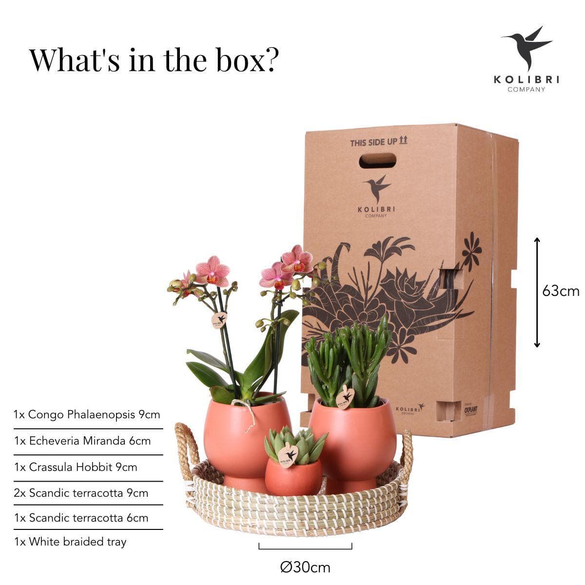 Kolibri Company - 3er Pflanzenset Scandic Terracotta | Rosa Phalaenopsis Schmetterlingsorchidee Orchidaceae und Sukkulenten | Zimmerpflanzen im Keramik-Ziertopf - grüne-wurzel