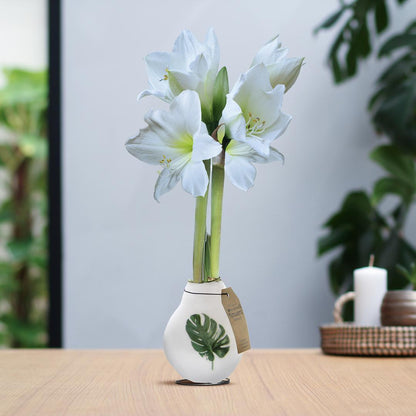 Amaryllis No Water weiße Blumen mit Botanik Pflanzen Design - Pflegeleichte Zimmerpflanze in 3 Motiven - Monstera Farn Palme Motiv Weiß