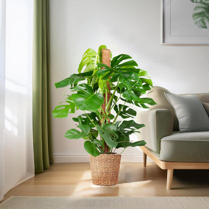 Monstera Deliciosa XL mit Pflanzkorb Torun – 120cm Ø24 – Zimmerpflanze groß  – Fensterblatt