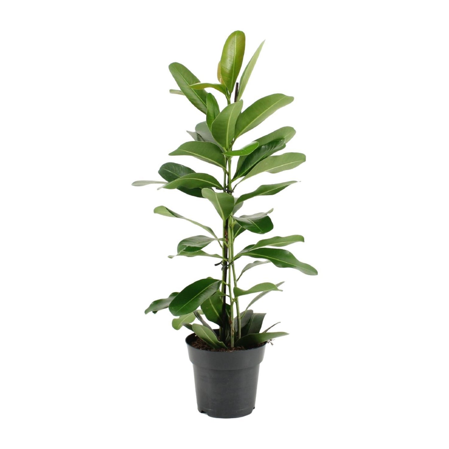 Ficus Microcarpa Smile® - Ø17cm - Höhe 70cm - Zimmerpflanze - grüne-wurzel