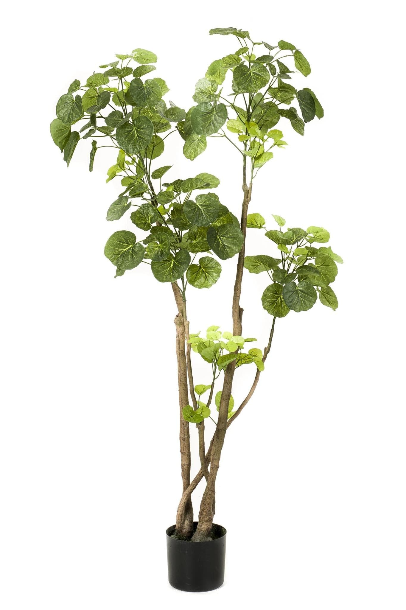 Kunstpflanze Polyscias - Aralia - 140 cm - Zimmerpflanze - Künstliche Pflanzen wie echt - grüne-wurzel