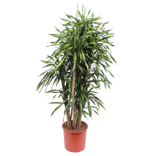 Dracaena Riki – 170 cm Ø34 cm – Zimmerpflanze – XXL Zimmerpflanzen - Drachenbaum