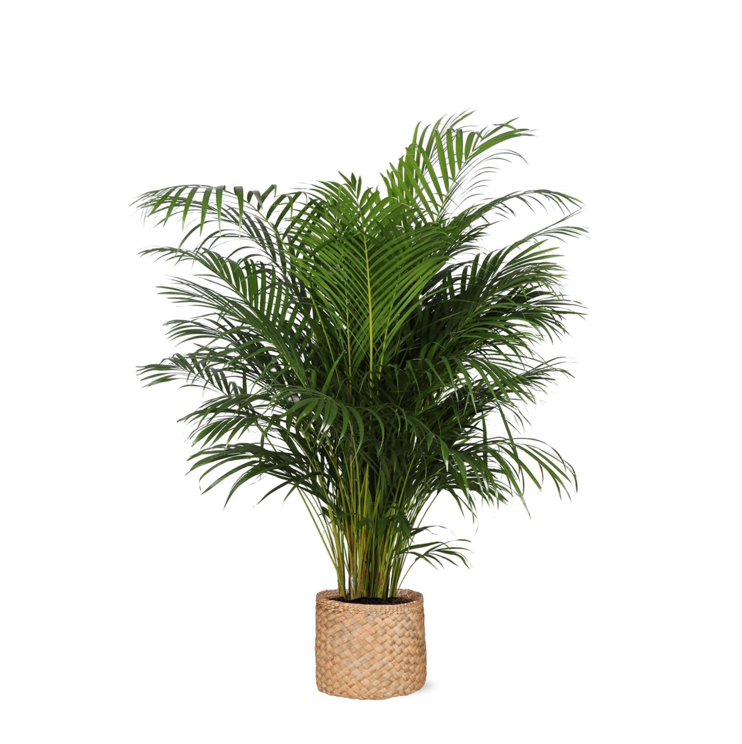 Dypsis Lutescens mit Topf in verschiedenen Farben - Areca Palme - Zimmerpflanze - Ø27cm - ↕160cm - Schmetterlingspalme