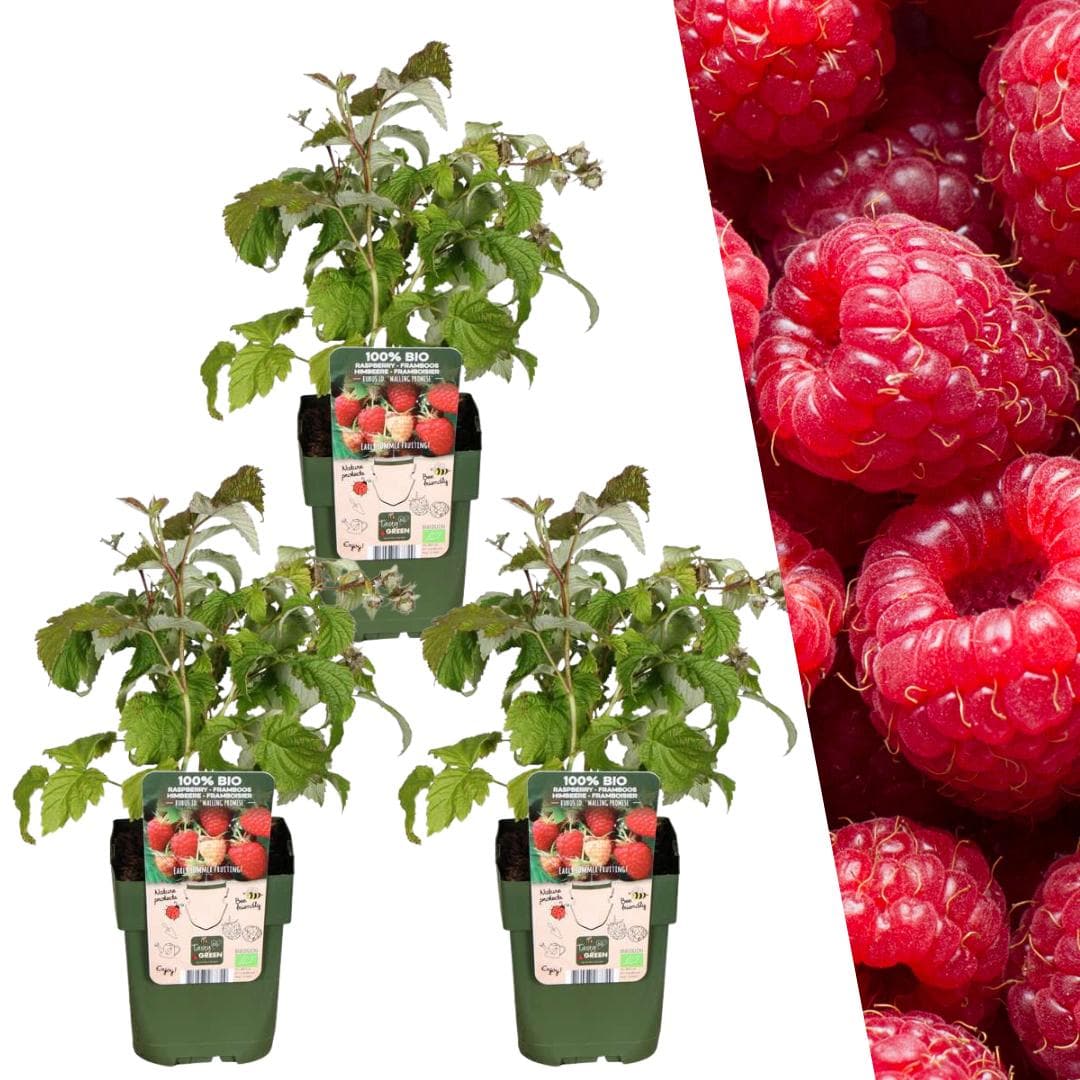 3 x Himbeerstrauch Rubus idaeus BIO - Ø13 cm Topf - 20 cm Höhe - Gartenpflanze Himbeerenpflanze Gartenhimbeere - grüne-wurzel