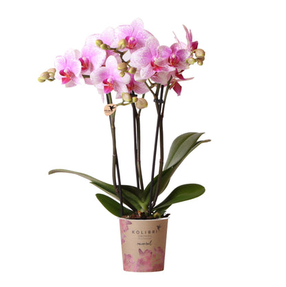 Kolibri Orchids | Rosa Phalaenopsis Schmetterlingsorchidee Orchidaceae - Mineral Rotterdam - Topfgröße Ø9cm | Blühende Zimmerpflanze - frisch vom Züchter - grüne-wurzel