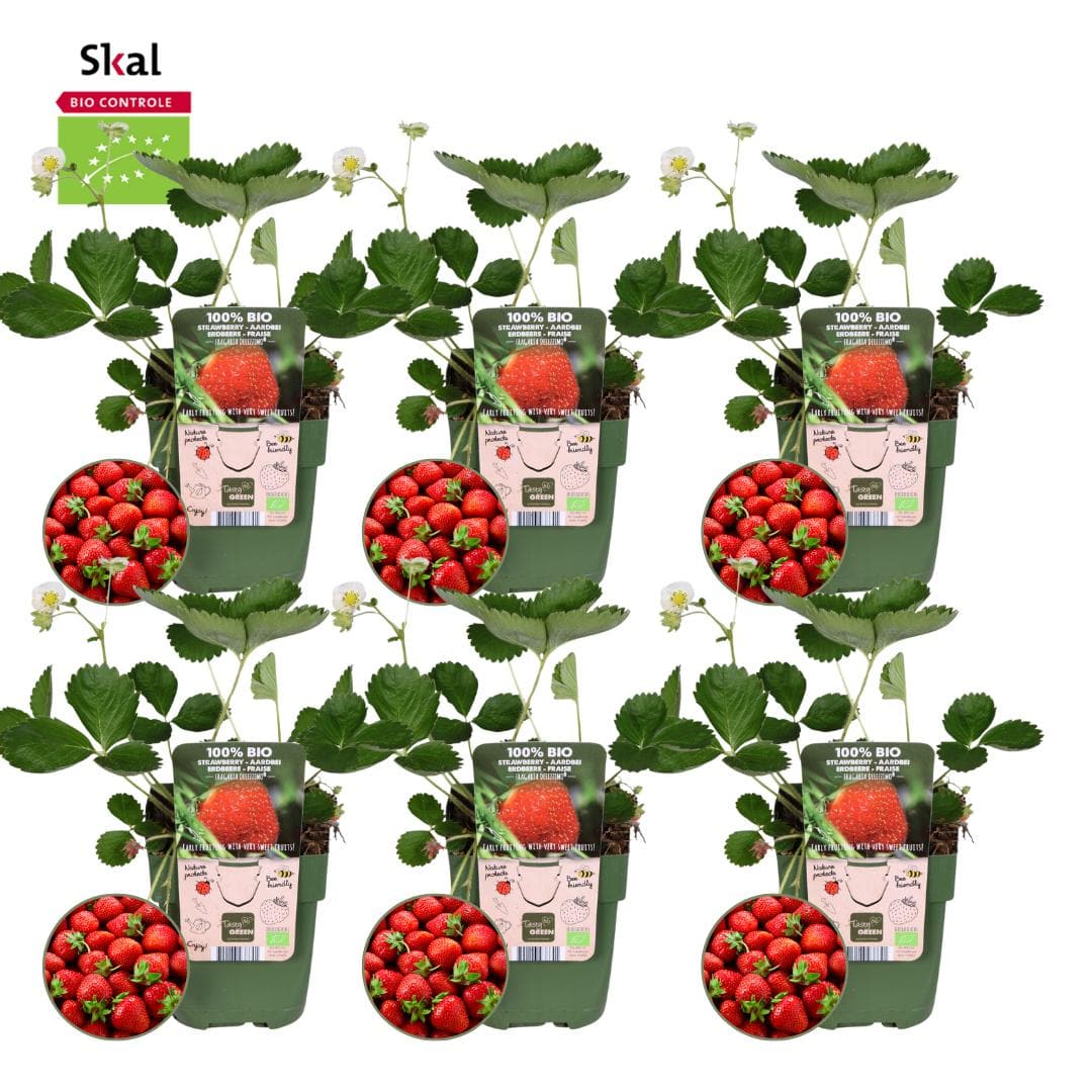 6x BIO Erdbeerpflanzen Set - Fragaria - 100% Bio - Ø 13 cm - Gartenpflanze - grüne-wurzel