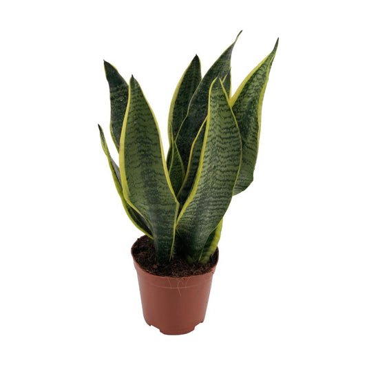 Sansevieria Superba - Schwiegermutterzunge - Zimmerpflanze - Ø12cm - ↕40cm - grüne-wurzel