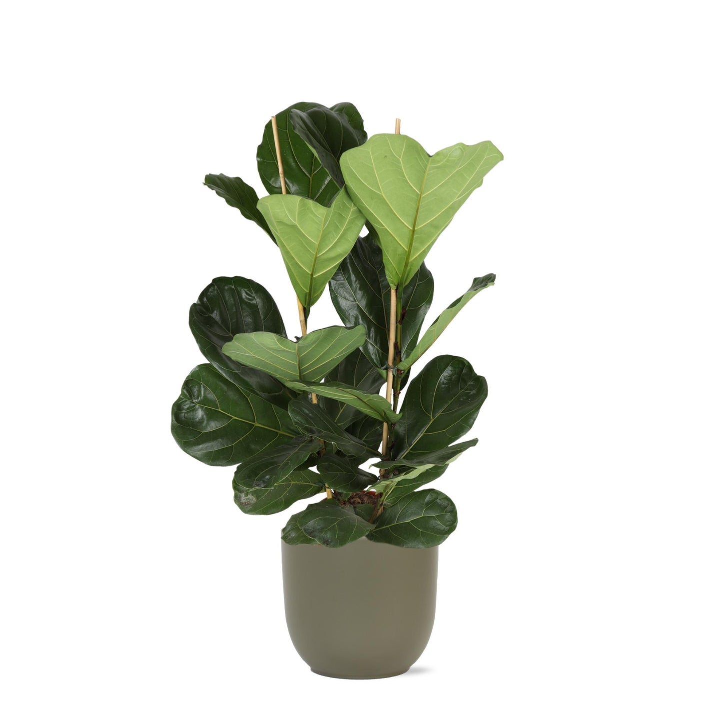 Ficus Lyrata mit Topf - Zimmerpflanze - Ø24cm, ↕120cm - Geigenfeige - grüne-wurzel