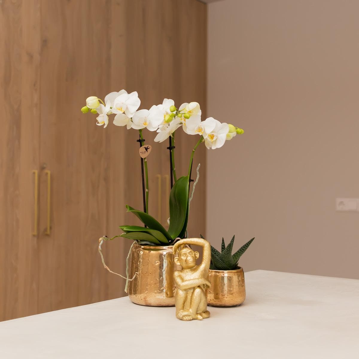 Kolibri Orchideen weiße Phalaenopsis Orchidee Amabilis + Luxus Ziertopf gold Topfgröße Ø9cm 40cm hoch blühende Zimmerpflanze im Blumentopf frisch vom Züchter - grüne-wurzel