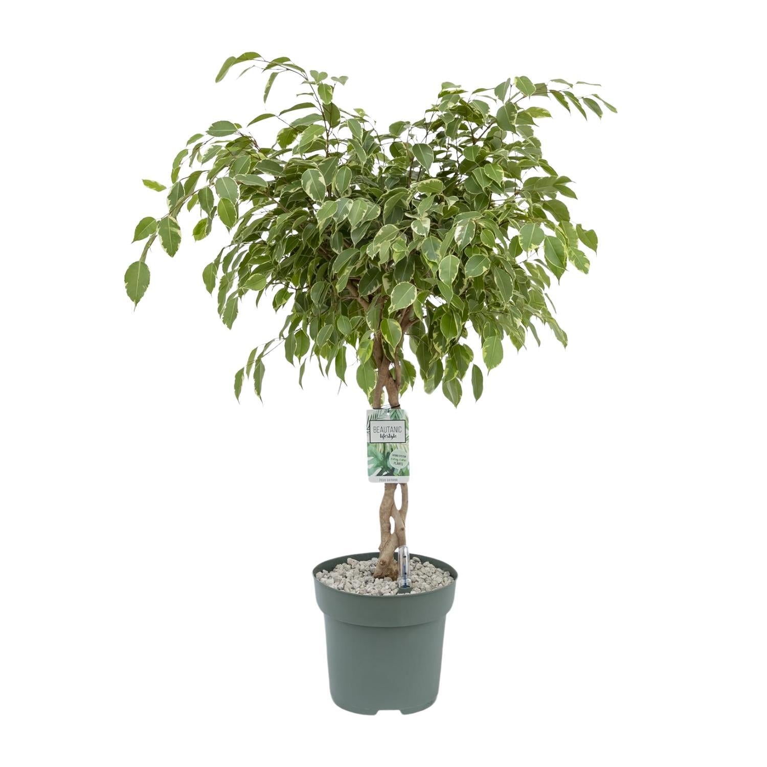 Ficus Safrana - Ficus Benjamina - Golden King - Ø27cm - Höhe 100cm - Zimmerpflanze - grüne-wurzel