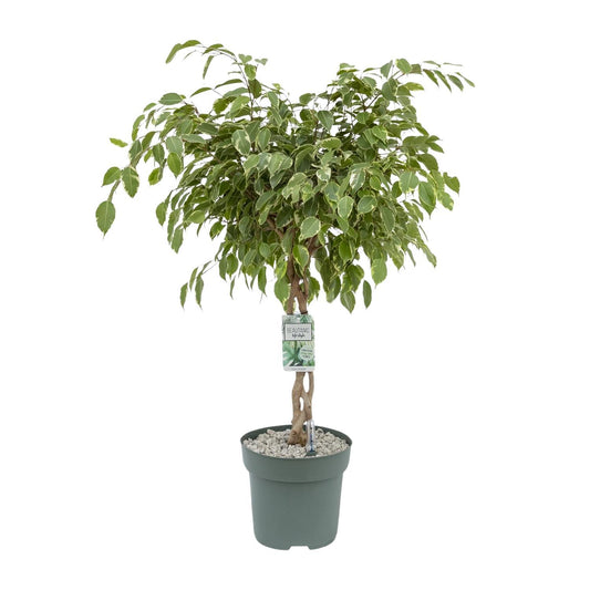 Ficus Safrana - Ficus Benjamina - Golden King - Ø27cm - Höhe 100cm - Zimmerpflanze - grüne-wurzel