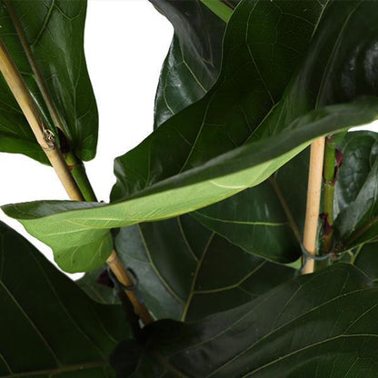 Ficus Lyrata mit Topf - Zimmerpflanze - Ø27cm, ↕140cm - Geigenfeige - grüne-wurzel