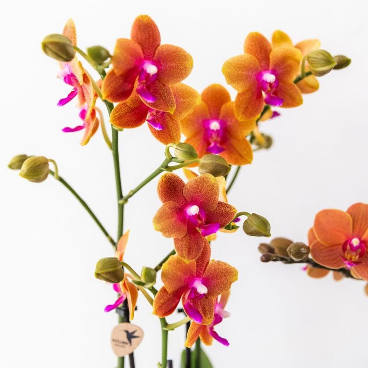 Kolibri Orchids | 2 duftende orangefarbene Phalaenopsis Orchideen Orchidaceae | Zimmerpflanze Ø12cm | Schmetterlingsorchidee blühend Rot Orange Lila - grüne-wurzel