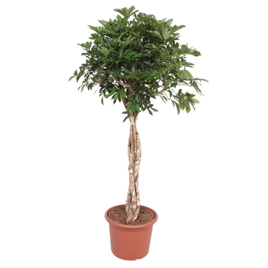 Schefflera Arboricola Compacta geflochtener Stamm – 180 cm ø45 – XXL Zimmerpflanzen – Zimmerpflanze groß – Strahlenaralie - Zwergschirmbaum