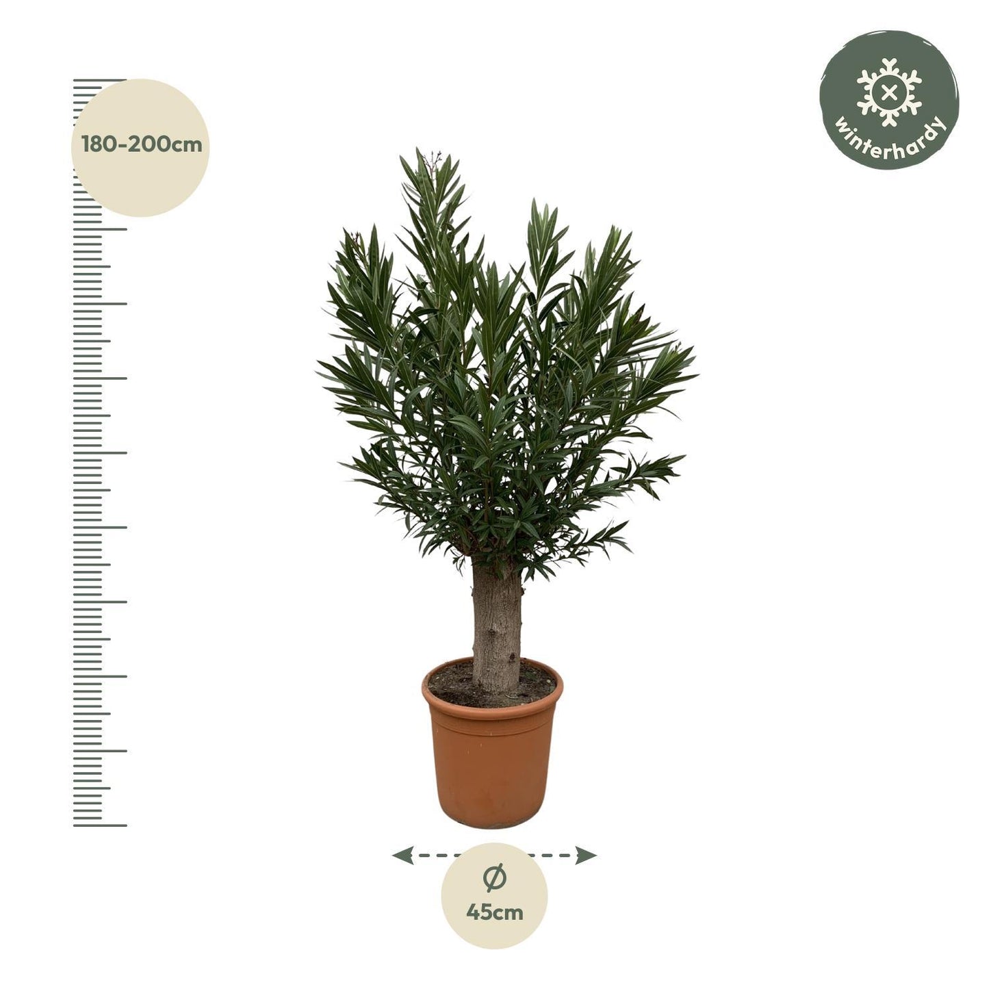 Nerium Oleander Bonsai – 190 cm – Ø45 cm – Immergrüne Pflanze – Zimmerpflanze groß – XXL Zimmerpflanze