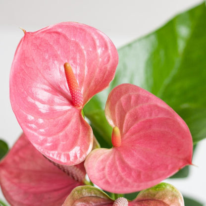 Anthurium Pink Explosion mit Lissabon-Korb schwarz - 55cm - Ø17 - grüne-wurzel