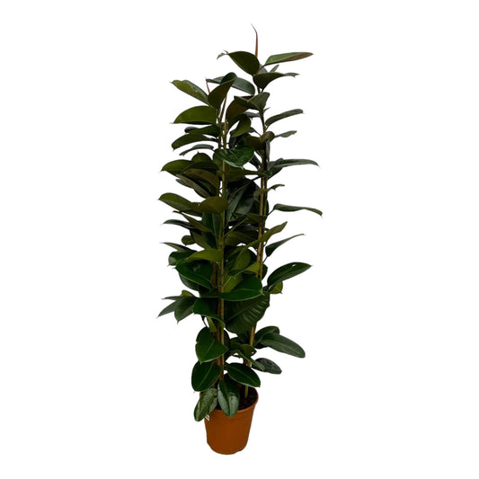 Ficus Elastica Robusta - 170cm - Ø27cm - Gummibaum - Zimmerpflanzen - Immergrüne Pflanzen