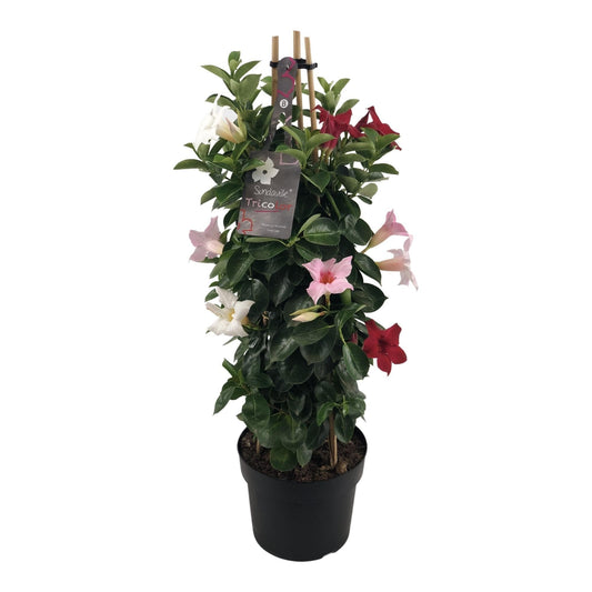 Mandevilla Sundaville Tricolor im Turm Dipladenia - Durchmesser: 19 cm - Höhe: 75 cm - Bunte Blütenpracht, Kletterpflanze, Balkonpflanze, Gartenpflanze - grüne-wurzel