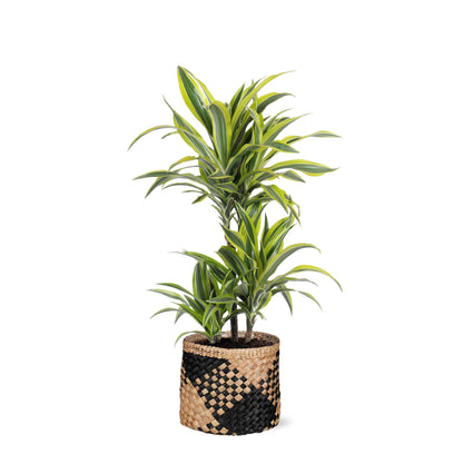 Dracaena Lemon Lime mit Topf oder Korb in verschiedenen Farben - Zimmerpflanze - Ø21cm, ↕65cm - Drachenbaum